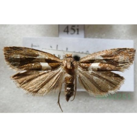 Epiblema foenella (Linnaeus, 1758) Czech45i